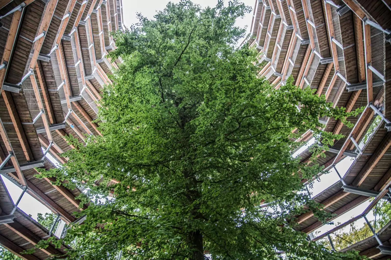 Treetop Trail Rügen